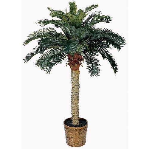 Sago Palm - 4'