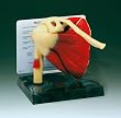 Muscle Shoulder Joint Model w/Patient Card
