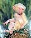 Albino Olive Baboon 16 x 20 Animals Art Print Posters
