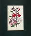 1845 Hand Coloured Print Multiflora Flowers Lobelia
