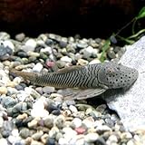 ���i�̏ڍ�