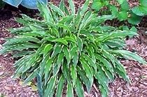 Hosta Stiletto - Hardy - Shade Lover - Potted