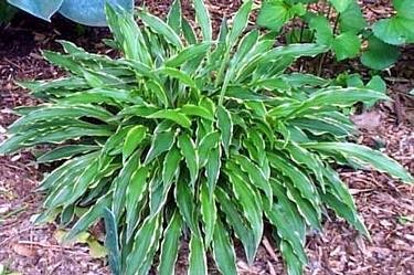 Hosta Stiletto - Hardy - Shade Lover - Potted