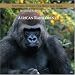 African Rainforest
