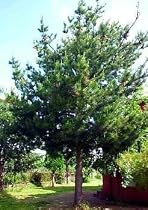 Monterey Pine 10 Seeds - Bonsai