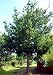 Monterey Pine 10 Seeds - Bonsai