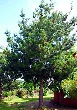Monterey Pine 10 Seeds - Bonsai