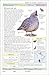 Smithsonian Handbooks: Birds of North America: Western Region (Smithsonian Handbooks)