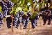 Merlot Grapes on Vine in Vineyard - 24