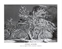 Ansel Adams Mural Project Snow in Apple Orchard Yosemite, CA 16x20 Art Print