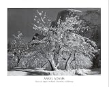ANSEL ADAMS APPLE ORCHARD SNOW POSTER ART PRINT