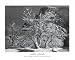 ANSEL ADAMS APPLE ORCHARD SNOW POSTER ART PRINT