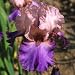 IRIS KAREN-Superb Birthday Gift/ Plant & Flower,Gi