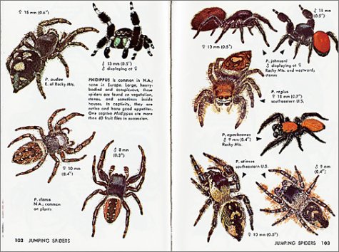 Spiders and Their Kin (Golden Guide) [Paperback]