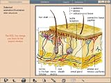 Click for more about The Human 3D - Megasystems.