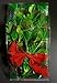 ALLO Botanicals Fresh Large Real Mistletoe Christmas Holiday Kissing Decoration with California Redwood and Rosemary in Gift Bag
