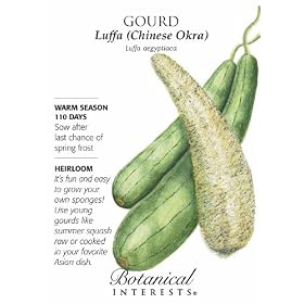Luffa Gourd Heirloom Seeds