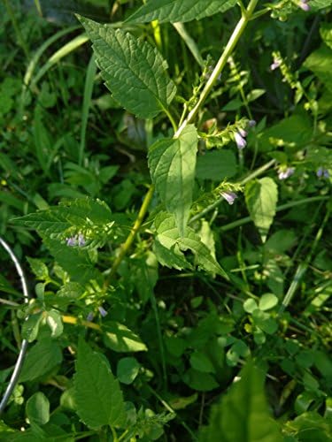 Organic Skullcap herb tea 1 oz, made in USA