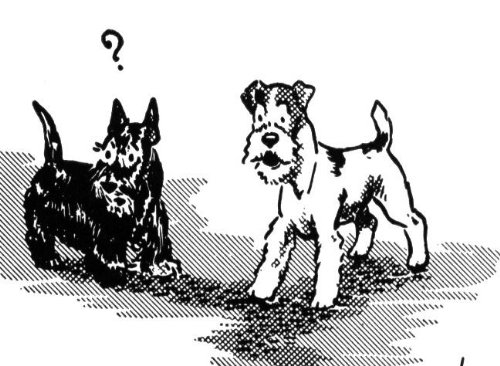 Dog Breeds: Dog Breed Profiles and Tips for Buying a New Dog (Smarter Living Shorts)