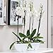 Santino Self Watering Planter CALIPSO Oval Shape L 9.4 Inch x H 5.1 Inch Cream/White Indoor Flower Pot for All House Plants, Flowers, Orchids