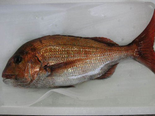 日本海庄内浜　天然真鯛 鯛のあら汁レシピつき