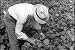 Classic Soy Bean Film DVD: 1952 Film About The History Of Soy Beans Production, Soy Products, & Soy Manufacturing