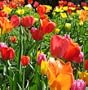 Mixed Darwin Hybrid Tulip 100 Bulbs - Great Colors-EASY