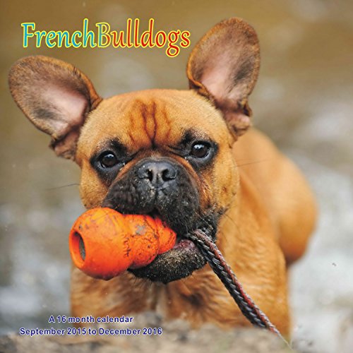 French Bulldogs Calendar - 2016 Wall calendars - Dog Calendars - Monthly Wall Calendar by Magnum