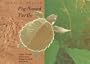 The Australian Pig-Nosed Turtle