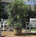 Moonstone Planter