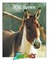 Wild Horses (Zoobooks Series)
