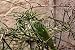 Wallmonkeys Peel and Stick Wall Decals - Cameleon - Removable Graphic