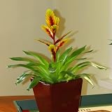 Vriesea Red Golden 2 plants 51BPl1nGbyL. SL160 Vriesea Red Golden 2 plants