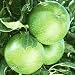Granny Smith Apple tree 10 seeds