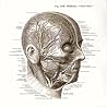 Image of album by Phideaux