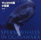 マッコウの海・小笠原