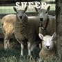 Sheep 2005 Wall Calendar