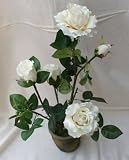 Produkt-Bild: artfleur Rosenbusch H: 50 cm wei&szlig;
