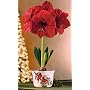 Jackson & Perkins Red Lion Amaryllis in Our Yuletide Cardinal Pot