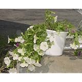 Self Watering Planter: 6 in - 2 pk (White) by Apollo