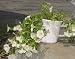 Self Watering Planter: 6 in - 2 pk (Terracotta)