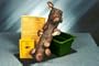 Best Buy: Two Large 14-15" Shiitake Mushroom Logs with Soaking Trays