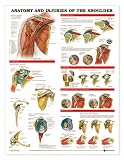 Anatomy and Injuries of the Shoulder Paper Unmounted