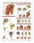 Shoulder Anatomy and Injuries Chart
