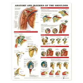 Shoulder Anatomy and Injuries Chart