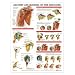Shoulder Anatomy and Injuries Chart