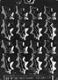 HOLLY LEAVES 2 SIZES Christmas Candy Mold Chocolate