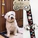 Poochie-Bells Premium Edition 