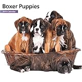 Boxer Puppies Mini 2015 Wall Calendar