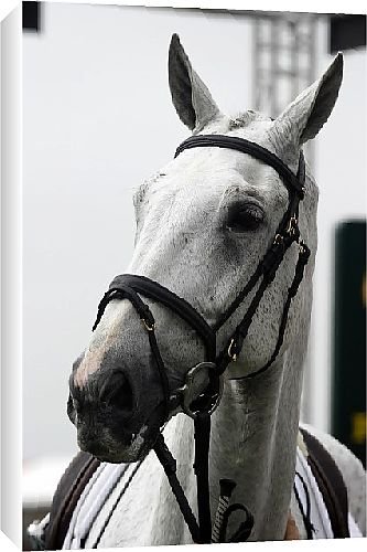 Canvas Prints of Badminton Horse Trials 2007 from Country Life 